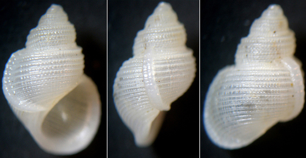 Alvania carinata nella forma ecarinata?